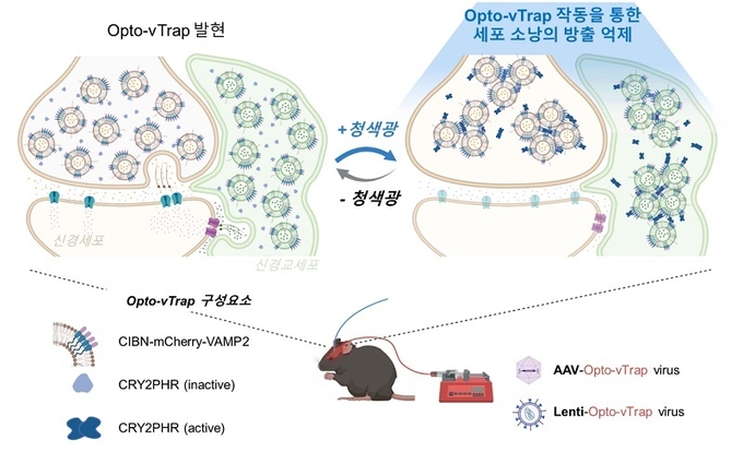 광유전학적 세포소낭 분비 억제 시스템 Opto-vTrap의 모식도 (사진=카이스트)