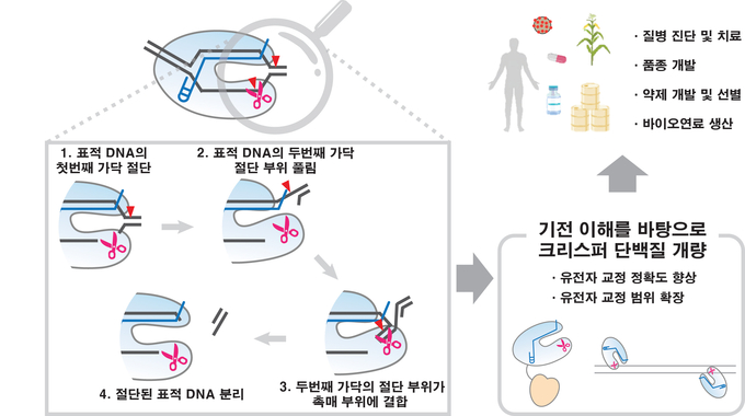 CRISPR/Cas12a 유전자 가위가 표적 DNA를 자르는 핵심 과정과 기대효과 (사진=지스트)