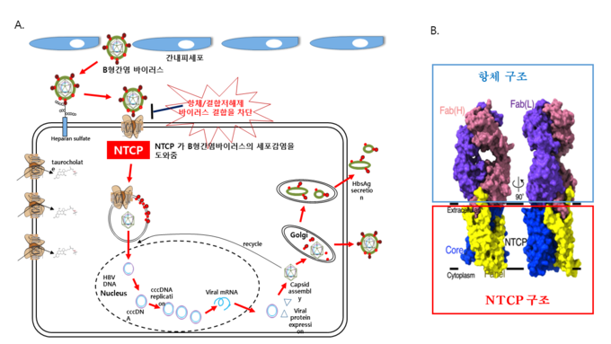  (A) NTCP를 이용한 B형 간염 바이러스의 간세포 침투 경로 및 NTCP의 역할. (B) 나트륨, 담즙산 공동 수용체(NTCP)와 항체 복합체의 초저온 전자현미경 삼차원 입체 구조 (사진=연세대)
