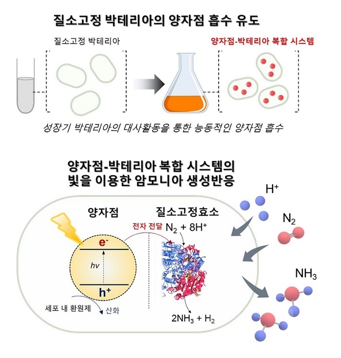  양자점-박테리아 복합 시스템 형성 및 빛을 이용한 암모니아 생성 반응 (사진=카이스트)