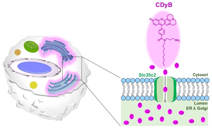 CDyB의 염색 기전. CDyB는 B세포를 선택적으로 식별할 수 있다. 이는 B세포 내 소포체와 골지체(세포 소기관의 일종)에 위치하는 SLC35C2을 통해서 그 내부에 형광을 띤 CDyB가 축적됨으로써 강한 형광 신호를 나타낸다. (사진=기초과학연구원)