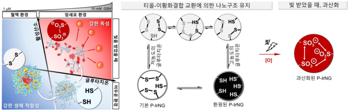 나노젤(P-IrNG) 광감각제 시스템의 모식도 (사진=UNIST)