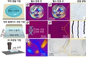 카이스트, 가뭄에서 착안한 DNA 활용법 개발