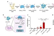 카이스트, ‘암세포만 싹둑’ 유전자 가위 활용한 항암 신약 개발